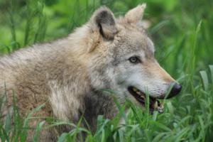 Elixir de Loup - Wolf