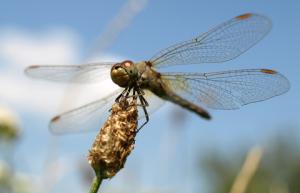 Tieressenz Libelle