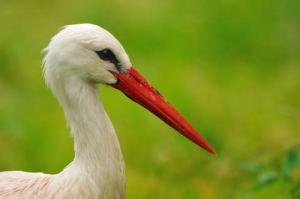 Storch