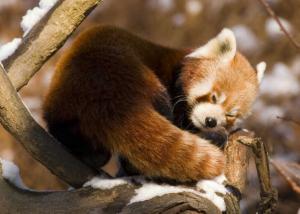 IL PICCOLO PANDA
