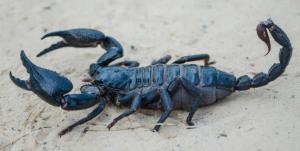 LO SCORPIONE