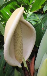Monstera lahodná
