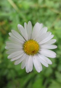 Margarida