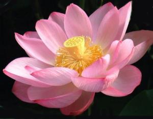CREMA LOTUS