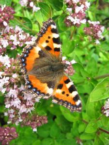 The Healing Power of Animals / German language