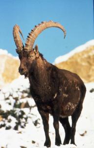LO STAMBECCO DELLE ALPI - Steinbock
