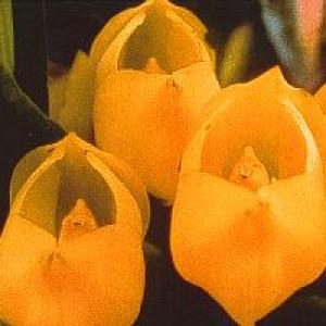 Venus Orchidee - Creme