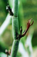 Release cactus