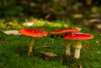 Elixir de AMANITE TUE-MOUCHE - Fliegenpilz