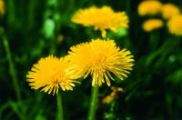 Pampeliška/smetánka lékařská - Löwenzahn