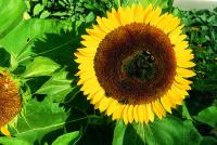 GIRASOLE - Sonnenblume