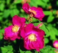 Tibetan Rock Rose