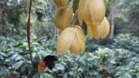 Aggression Orchid