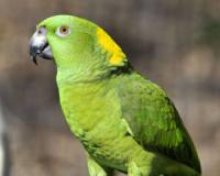 Papagaio