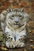 IL LEOPARDO DELLE NEVI - Schneeleopard